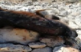 Kurtlar keçi sürüsüne saldırdı