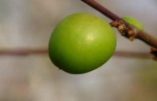 Örtü altı turfanda erik çıktı