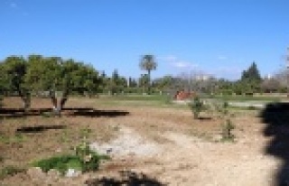 Portakal ağaçlarını kesip çim ektiler, uydu fotoğraflarıyla...