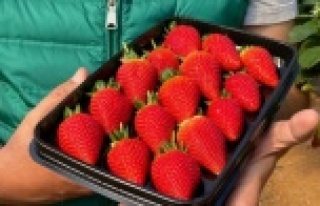 Seradan çıkışı 19 lira olan topraksız çilek...