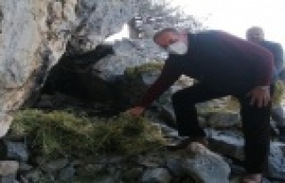 Sokak hayvanları Alanya Belediyesi ile güvende