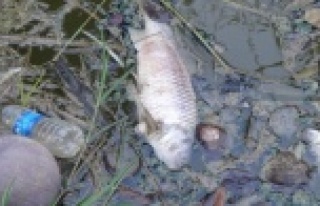 Sulama kanalında balık ölümleri endişelendiriyor