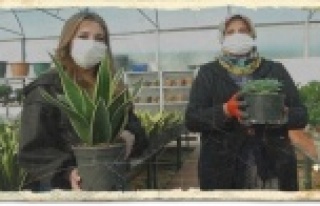 Süs bitkileri ve kaktüs üretimine sevgililer günü...