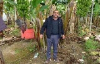 Üreticiden 5 TL'ye alınan muz pazarda 10 TL'ye...