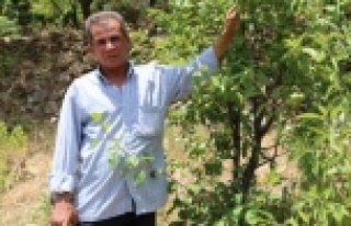 Yakınlarının kayıp ihbarı yaptığı adam, zeytin...