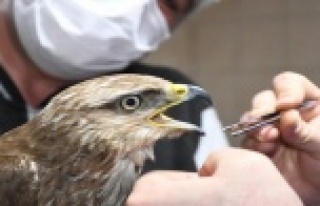 Yaralı şahin tedavi altına alındı