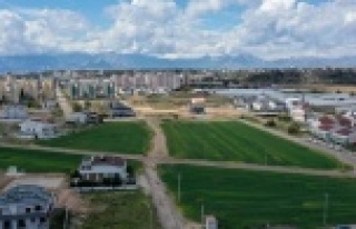 20 bin kilogram buğday hasat edilecek