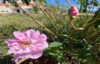 40 gün erken açan güller üreticiyi endişelendirdi