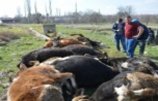 9 büyükbaş hayvanı telef olan vatandaşa büyükşehirden...