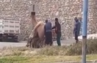 Alanya'da develer sokak ortasında çiftleştirildi
