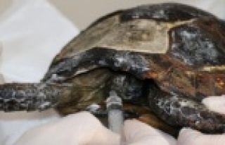 Alanya'da orman yangınında alevlerin arasından...