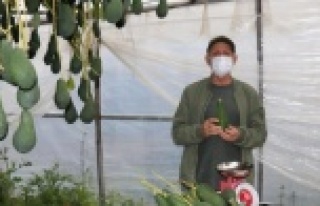 Alanya'da Türkiye'de ilk kez serada üretilen...