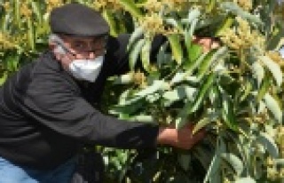 Alanya'daki çiftçilere budama eğitimi verildi