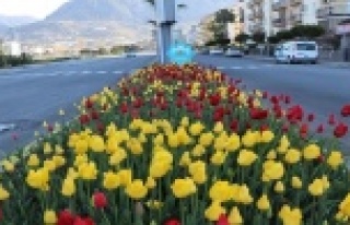 Alanya’da baharın müjdecisi çiçekler açtı