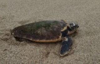 Alanya’da fırtınada caretta carettalar sahile...