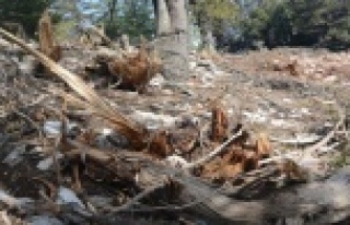 Antalya'da hazine ve sarı alan arazilerindeki...