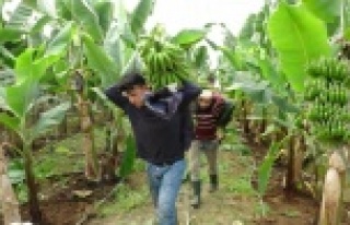 Antalya'da yılın ilk muz hasadı