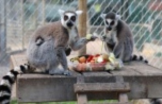 Antalya Hayvanat Bahçesi’nde yeni yavrular