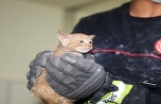 Büyükşehir binasında yavru kedi kurtarma operasyonu