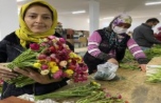 Cebinde getirdiği hediye tohumla Antalya’da üretime...