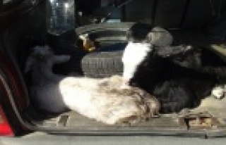 Denetime bu sefer keçiler takıldı