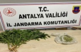 Domates serasında toz esrar ve kenevir bitkisi ele...