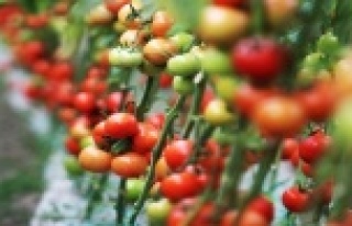 “Domates ve sebze fiyatı geçen yıla göre düştü”