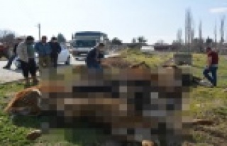 Elektrik akımına kapılan 9 büyükbaş hayvan telef...