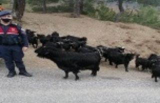 Fatma teyzenin kaybolan keçilerini jandarma buldu