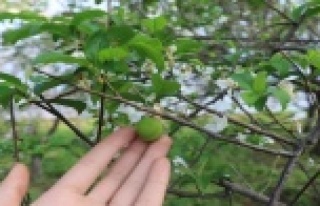 İkinci hasadına başlanan eriğin fiyatında sert...