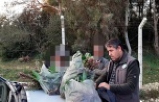 İzinsiz toplanan 346 orkideye 160 bin TL ceza