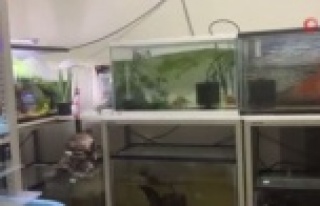 Japonya'da 7.2 büyüklüğünde deprem!