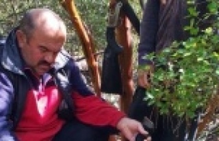 Keçi sürüsüne saldıran kurtlar 6 keçiyi parçalayarak...