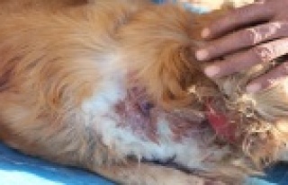 Köpeğinin vurulduğunu veterinere götürünce anladı