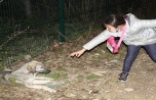 Küçük kızın hasta köpeğin başındaki “ne...