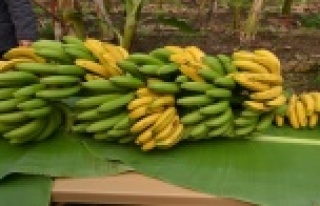 Muz, E-Çalıştayda ele alınacak