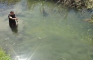 Su kanalındaki çok sayıda balık telef oldu