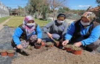 Susuzluğa ve kuraklığa dayanaklı 12 bin 500 adet...