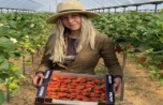 Topraksız çilekte hasat bereketi