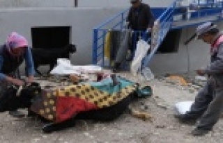 Uçuruma yuvarlanıp 2 gün sonra kurtarılan ineği...