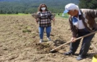 Üreticilere 3 bin adet lavanta fidesi dağıtıldı