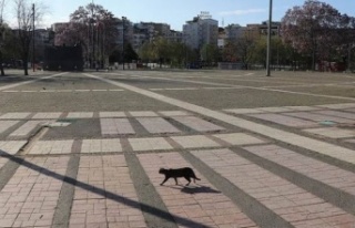 17 günlük tam kapanma