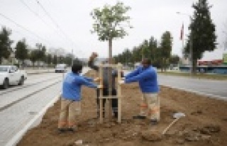 3. Etap Raylı Sistem güzergahı ağaçlandırılıyor