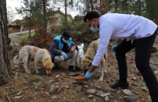 Alanya'da Sokak hayvanları güvende