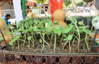 Alanya'da su kabağı fidesi dağıtımı devam...