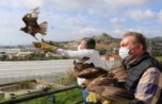 Alanya'da tedavisi tamamlanan 3 şahin doğaya...