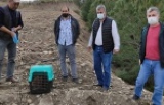 Alanya'da 'Tilki' operasyonu