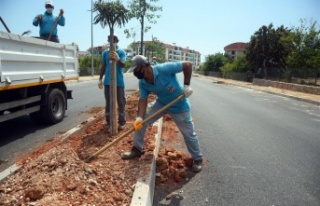 Alanya Hayri Doğan Caddesi ağaçlandırılıyor