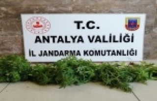 Alanya’da Hint keneviri operasyonu