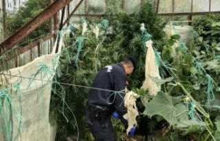 Alanya’da salatalık serasına uyuşturucu baskını